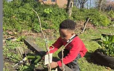 Fee Fi Fo Fum.. Nursery planted their beanstalks!
